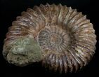 Wide Mantelliceras Ammonite - Very Heavy #6404-2